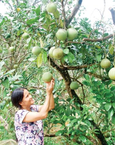 Vườn bưởi của gia đình chị Nguyễn Thị Hợp ở thôn Phai Tung cho thu nhập trên 60 triệu đồng/năm.
