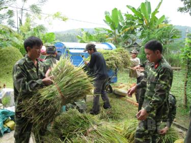 Lực lượng vũ trang thị xã Nghĩa Lộ giúp dân thu hoạch lúa, hưởng ứng Phong trào “Quân đội chung sức xây dựng nông thôn mới”.