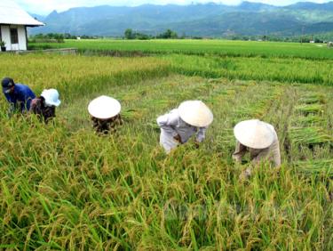 Nông dân huyện Văn Chấn thu hoạch lúa.
