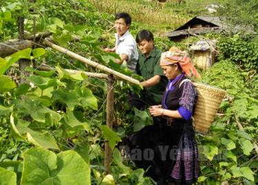 Mô hình trồng cây su su của gia đình hội viên Lý A Cha - Chi hội bản Chế Cu Nha góp phần tăng thu nhập.