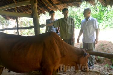 Cải tạo chất lượng giống vật nuôi bằng phương pháp truyền tinh nhân tạo đã giúp cải thiện tầm vóc và khả năng sản xuất thịt, nâng cao hiệu quả chăn nuôi cho người nông dân.