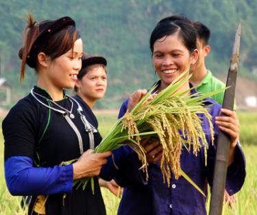 Cần đẩy mạnh các vùng sản xuất ngô, lúa gạo hàng hóa gắn thu hút đầu tư nâng cao hiệu quả sản xuất.