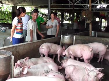 Cơ sở chăn nuôi lợn thịt hàng hóa của gia đình bà Đào Thị Mai ở thôn 13, xã Báo Đáp, huyện Trấn Yên với quy mô 100 con/lứa trở lên.