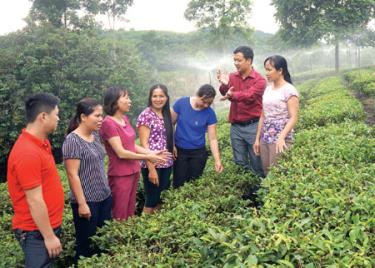 Lãnh đạo Trung tâm Khuyến nông tỉnh và Trạm Khuyến nông Trấn Yên trao đổi với khuyến nông viên cơ sở về mô hình “Ứng dụng hệ thống tưới phun mưa cho cây chè Bát Tiên” tại xã Báo Đáp.