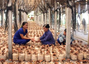 Mô hình trồng nấm linh chi, mộc nhĩ của hội viên Nguyễn Thị Vân Anh ở tổ 9, phường Hợp Minh.