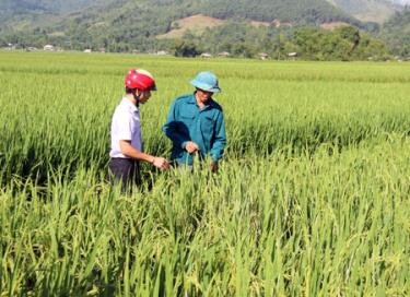 Cán bộ Trạm Trồng trọt và Bảo vệ thực vật thị xã Nghĩa Lộ hướng dẫn nông dân cách kiểm tra, theo dõi các loại sâu, bệnh hại lúa để phòng chống kịp thời.