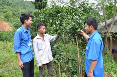 Mô hình trồng cây ăn quả của anh Sổng A Cở (đứng giữa) mang lại hiệu quả kinh tế cao.