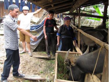 Ông Giàng A Trầu (ngoài cùng bên trái) hướng dẫn bà con chăm sóc trâu để cho hiệu quả kinh tế cao.