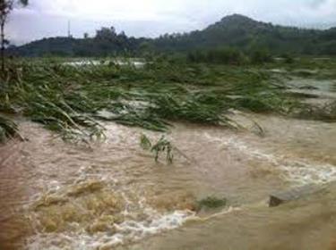 Mưa lớn đã làm nhiều diện tích lúa, hoa màu của huyện Văn Chấn bị ngập sâu.