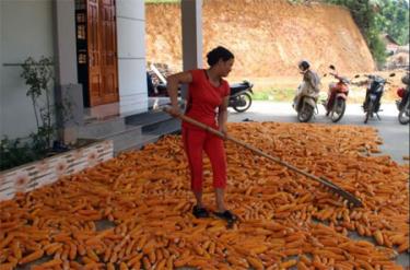 Nhờ được hỗ trợ vay vốn, gia đình chị Trần Thị Hiệp - thôn Linh Môn 2, xã Yên Bình, huyện Yên Bình dần thoát nghèo.