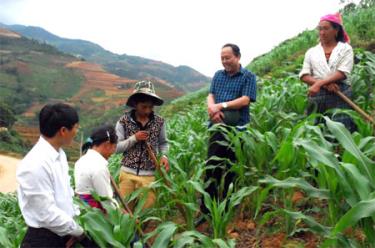 Đồng chí Vũ Tiến Đức - Phó Bí thư Huyện ủy, Chủ tịch UBND huyện Mù Cang Chải (thứ hai, bên phải), kiểm tra hiệu quả trồng cây ngô trên đất đồi ở xã Chế Cu Nha.