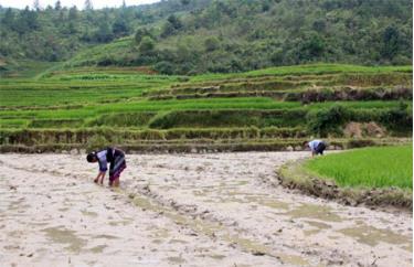 Nông dân Mù Cang Chải tiến hành gieo mạ giống lúa mới ĐD2.