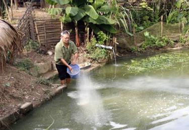 Ông Vi Văn Đạt chăm sóc ao cá.