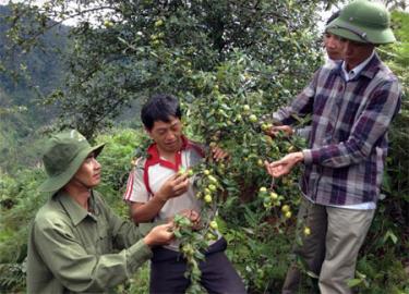 Cán bộ Ban Quản lý Rừng phòng hộ huyện Trạm Tấu trao đổi với người dân về hiệu quả của cây sơn tra.