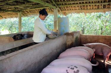 Chị Trịnh Kim Cúc, thôn Quyết Tiến, xã Đại Minh phát huy hiệu quả vốn vay từ nguồn quỹ tiết kiệm trong phát triển kinh tế gia đình.