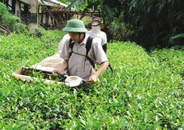 Nông dân huyện Văn Chấn thu hái chè.