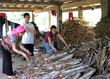 Nguyên Bí thư Đảng ủy xã Phong Dụ Thượng Siều Ngọc Tân người tiên phong trong phong trào trồng quế ở xã Phong Dụ Thượng. (Ảnh: T.)