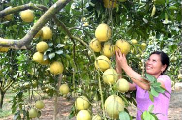 Sản phẩm bưởi Đại Minh đã được tiêu thụ rộng rãi trên thị trường.
Ảnh: Nông dân xã Đại Minh chăm sóc bưởi.