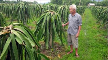 Ông Lập bên vườn thanh long ruột tím.