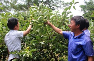 Giống hồng Nhật trồng ở huyện Mù Cang Chải cho quả to, giòn, ngọt, được khách hàng ưa chuộng.