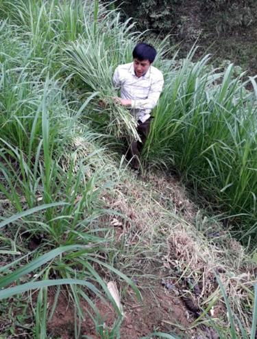 Anh dafabetng A Rua tận dụng diện tích đất trống để trồng cỏ chăn nuôi gia súc.
