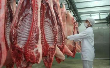 Nguồn cung thiếu hụt do dịch tả lợn châu Phi khiến giá lợn tại các tỉnh miền Bắc đang có chiều hướng tăng mạnh