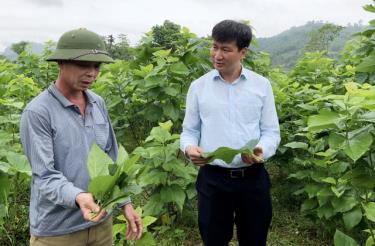 Lãnh đạo huyện Văn Yên kiểm tra chất lượng cây dâu đang được trồng tại huyện.