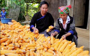 Nhờ chuyển đổi cơ cấu cây trồng, vật nuôi, gia đình anh Thào A Phổng đã có thu nhập trên 200 triệu đồng/năm.