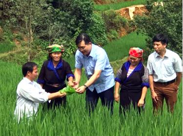 Bí thư Huyện ủy Mù Cang Chải Nông Việt Yên (đứng giữa) cùng cán bộ Phòng Nông nghiệp và Phát triển nông thôn kiểm tra sản xuất nông nghiệp ở cơ sở.