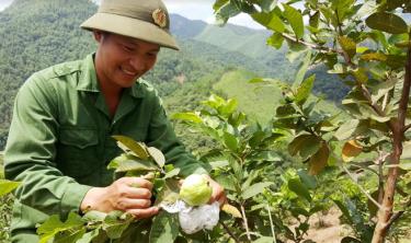 Niềm vui của anh Nông Kim Ngọc khi cây trái sinh sôi.