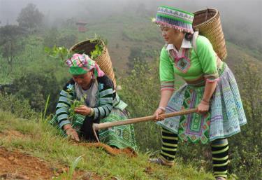 Người Mông xã Bản Mù trồng cây sơn tra.