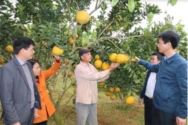 Huyện Trấn Yên tập trung xây dựng vùng cây ăn quả hàng hóa mang lại hiệu quả kinh tế cao.