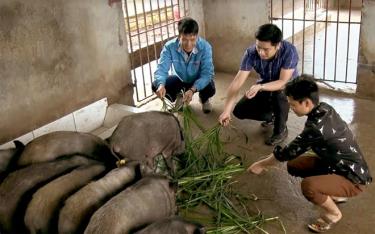 Mô hình khởi nghiệp của Hờ A Sênh sau hơn 1 năm đi vào hoạt động cho hiệu quả tốt.