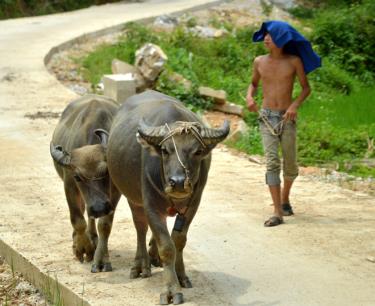 Ngân hàng Chính sách xã hội giúp người dân xã Yên Thành chăn nuôi đại gia súc.