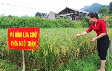 Mô hình lúa tái sinh mang lại năng suất cao.