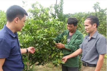 Mô hình trồng chanh tứ thời rộng 1 ha của ông Nguyễn Văn Giang, thôn Ngòi Sen, xã Văn Phú (người đứng giữa) cho thu nhập hàng trăm triệu đồng mỗi năm.