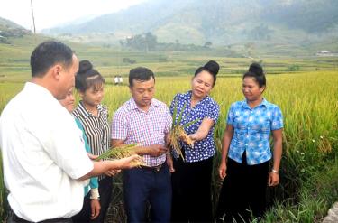 Nông dân xã Hát Lừu, huyện Trạm Tấu sản xuất lúa hàng hóa.