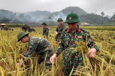 Cán bộ, chiến sĩ Ban Chỉ huy Quân sự huyện Lục Yên tham gia gặt lúa giúp dân.