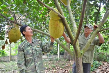 Ông Luyện (bên trái) trao đổi kinh nghiệm trồng mít Thái với hội viên cựu chiến binh trong chi hội.