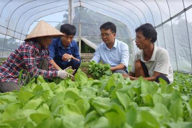 Lan tỏa việc học và làm theo Bác, thành phố Yên Bái ngày càng có thêm nhiều mô hình điển hình tiên tiến sản xuất, kinh doanh giỏi, góp phần phát triển kinh tế - xã hội địa phương. (Trong ảnh: Mô hình sản xuất rau an toàn tại xã Âu Lâu cho thu nhập cao).