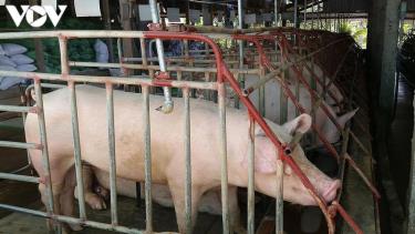 Giá lợn hơi xuống quanh mức 80.00 đồng/kg, nhiều địa phương tái đàn trên 100%.