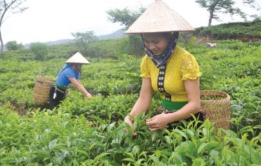 Chè Shan tuyết được phát triển mạnh mẽ ở xã Nậm Búng và Gia Hội, huyện Văn Chấn. (Ảnh: T.L)