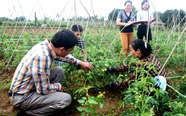 Mô hình trồng cà chua của nông dân xã Phù Nham cho thu nhập gần 200 triệu đồng/ha/năm.