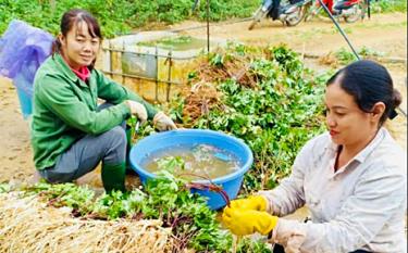 Thành viên Hợp tác xã Lũng Lô, xã Thượng Bằng La sơ chế cây đương quy.