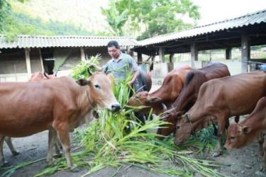 Nhiều mô hình sản xuất, chăn nuôi được địa phương áp dụng.