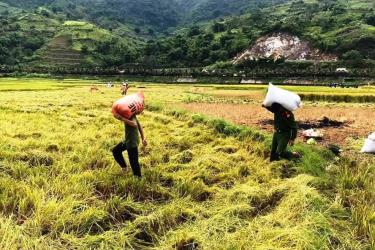 Cần linh hoạt các giải pháp để lưu thông điểm nghẽn gây ách tắc trong xuất khẩu gạo.