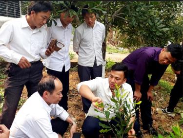 Cán bộ xã Khao Mang hướng dẫn nhân dân kỹ thuật trồng cây mắc ca.