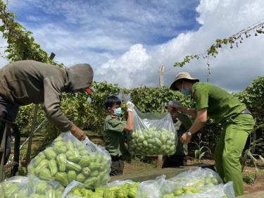 Lực lượng Công an huyện Cư M’gar thu hoạch su su từ vườn nhà ông Hạ