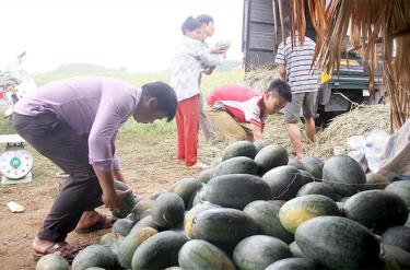 Thương lái thu mua sản phẩm dưa hấu trồng trên đất bán ngập hồ Thác Bà.
