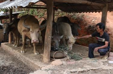 Ông Mùa Trù Vàng ở xã Kim Nọi phát triển chăn nuôi trâu từ nguồn tín dụng chính sách.